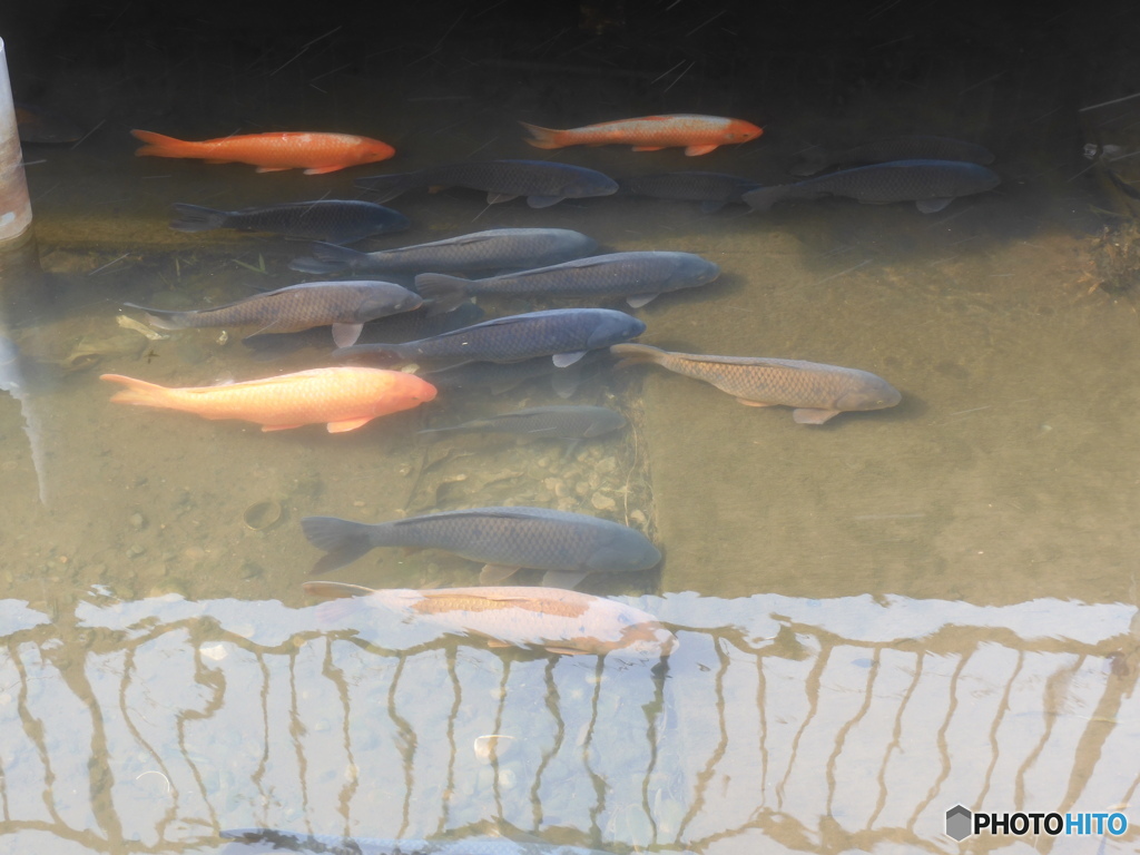 今日の鯉