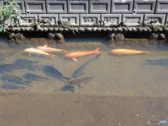 鯉２