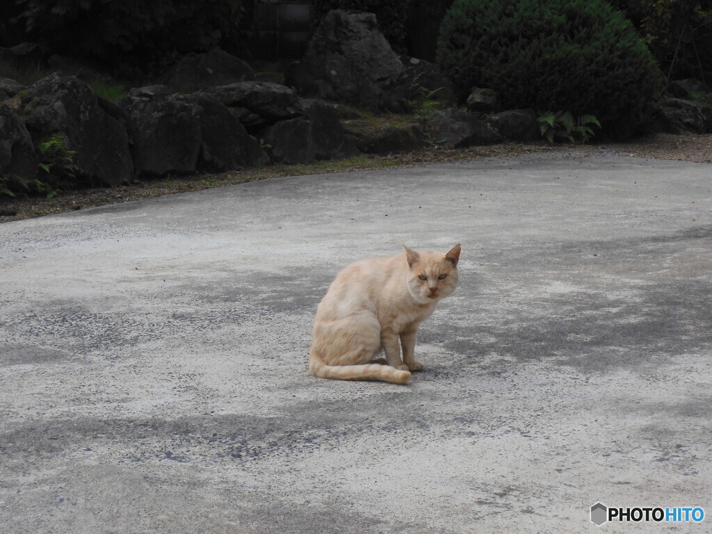 はい　ポーズ