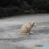 はい　ポーズ