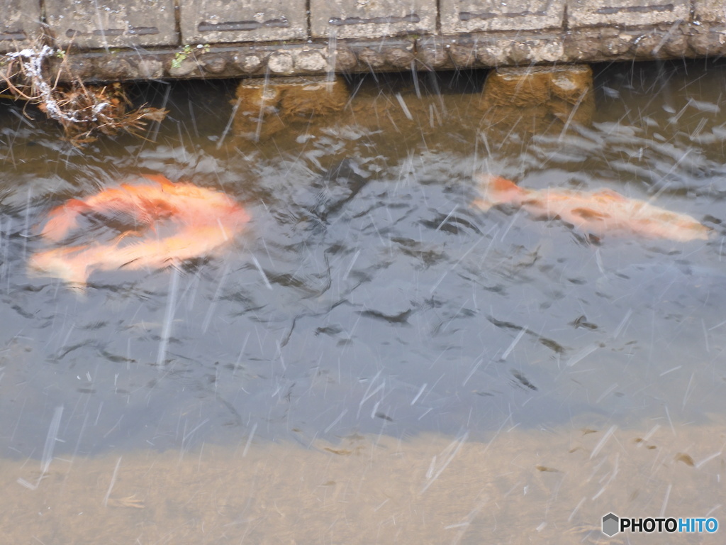 雪に鯉