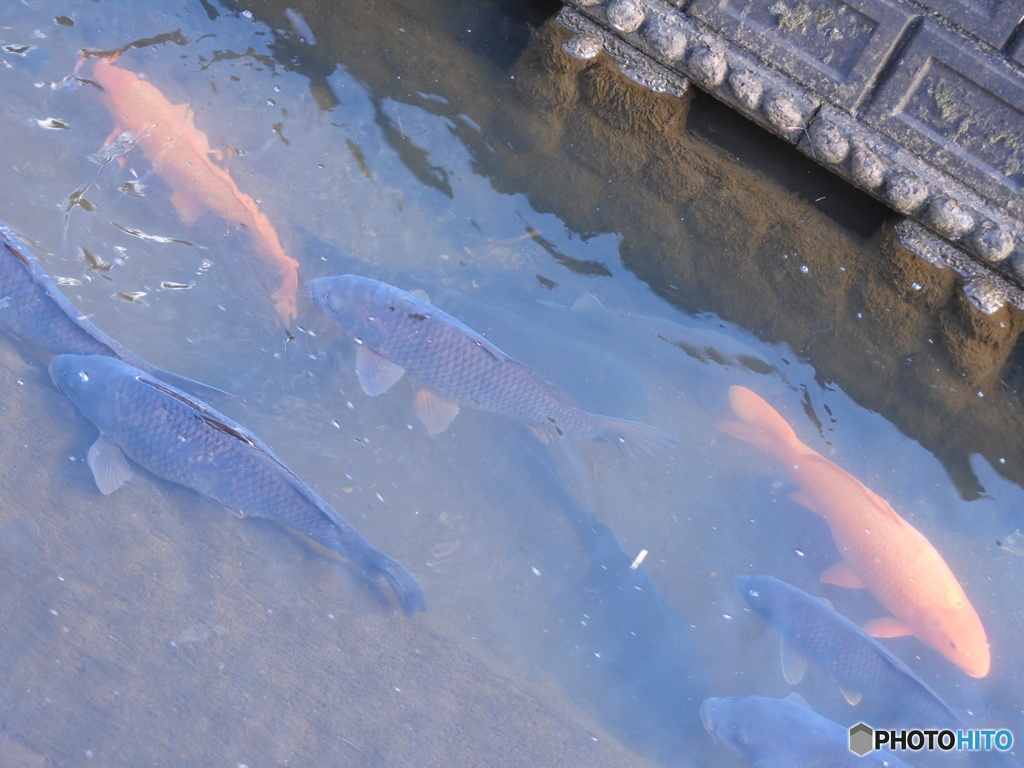 今日の鯉