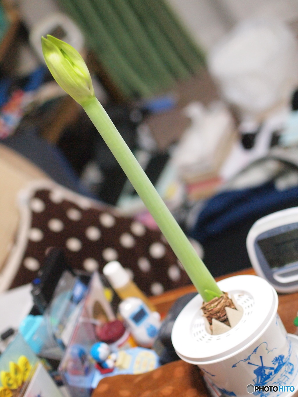 開花はまだか