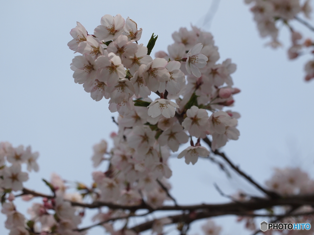 桜咲く