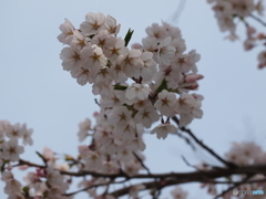 桜咲く