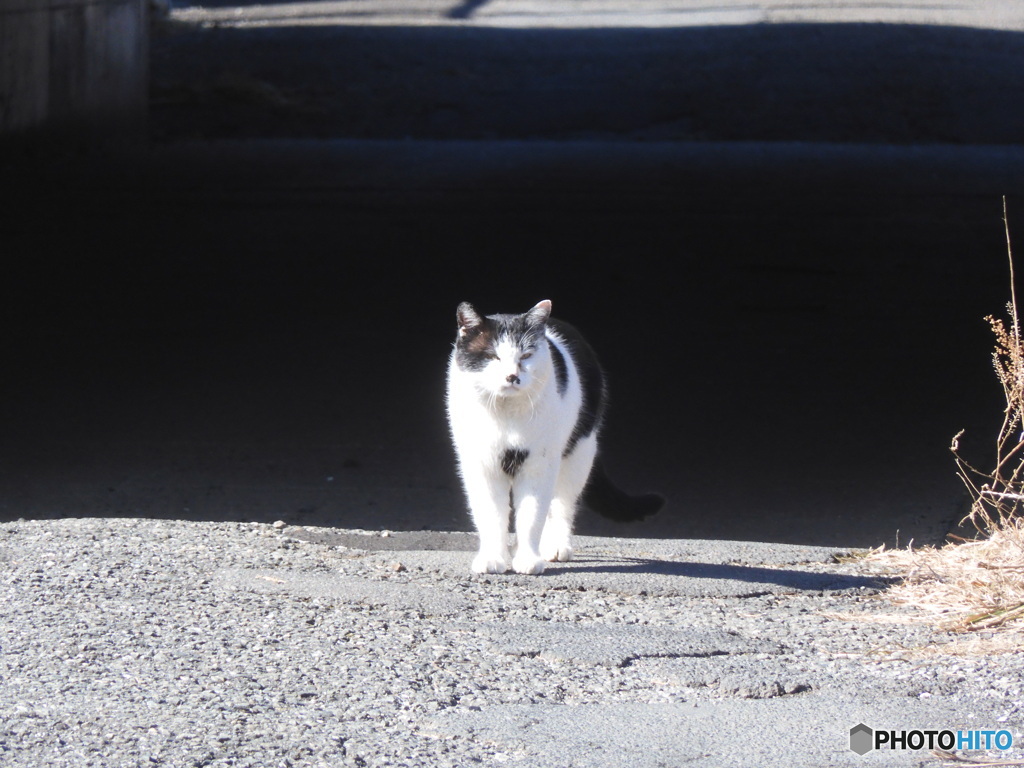 ポーズをとる猫