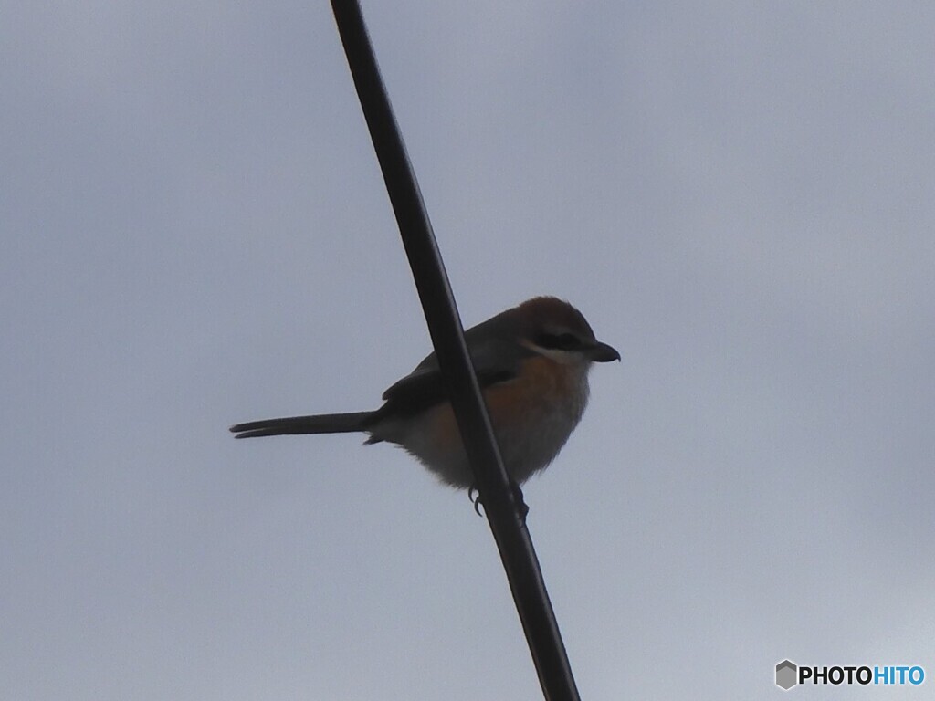 今日は百舌鳥でした。