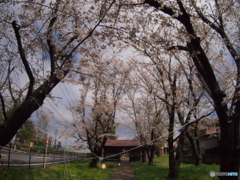 ぱっと咲いて　ぱっと散る