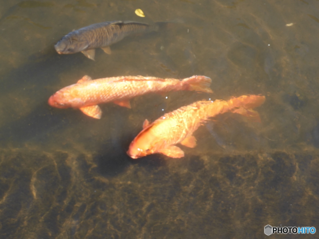 緒絶川の鯉