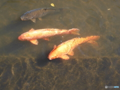 緒絶川の鯉