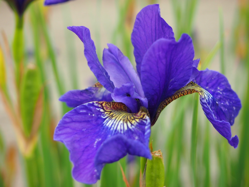 菖蒲