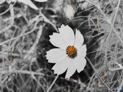 草むらに咲く白い花