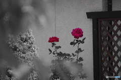 隣の薔薇は