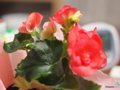 お花屋さんからのプレゼント