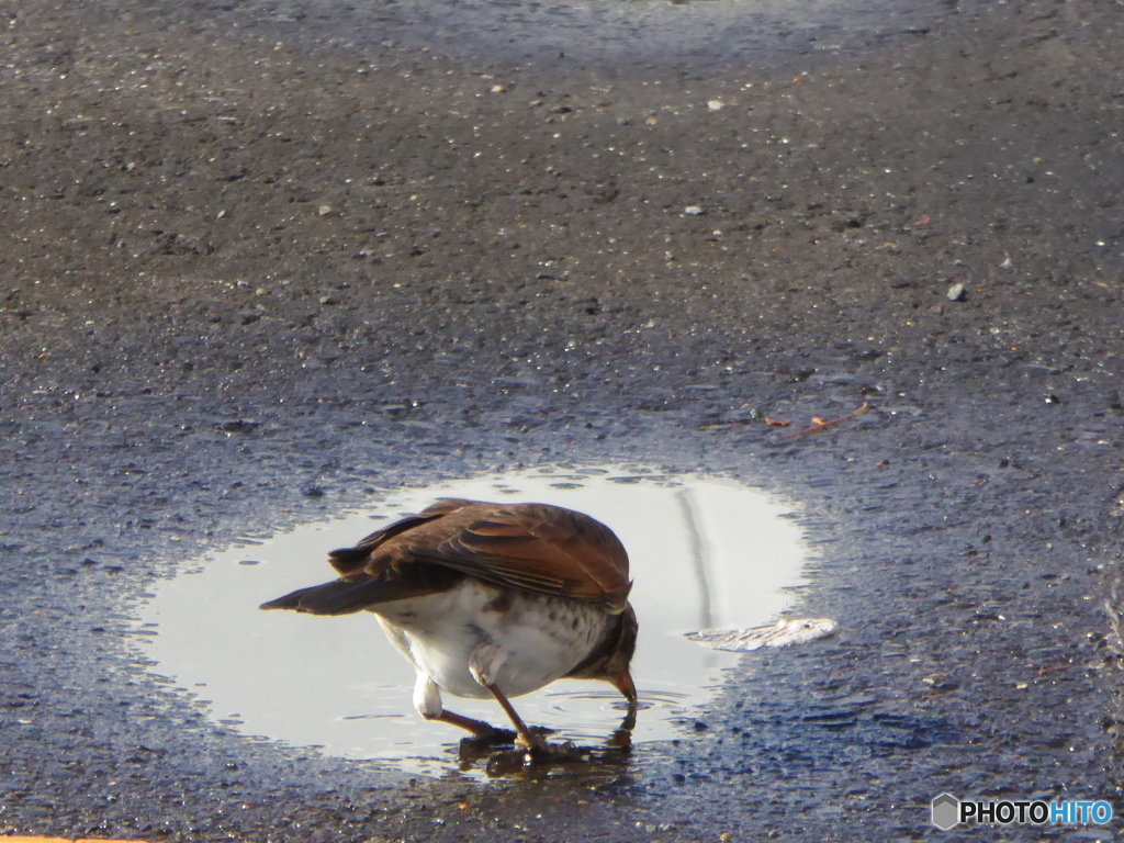 水を飲むつぐみ