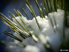 松に雪