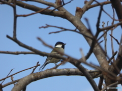 シジュウカラ