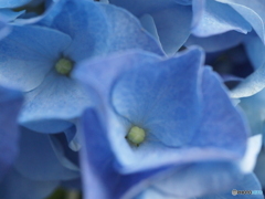 紫陽花