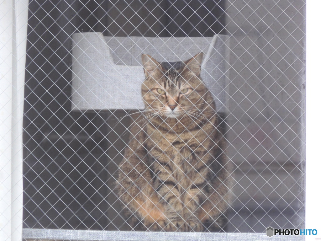 カメラ目線の猫