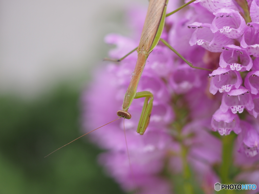 なんと　カマキリが・・