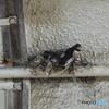 最後の一羽ではなかったようです