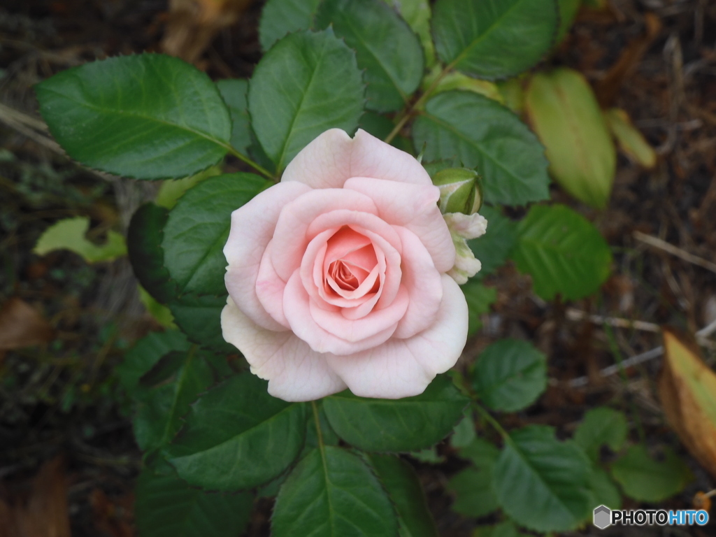 今年もまた　薔薇が咲きました。