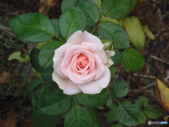 今年もまた　薔薇が咲きました。