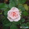 今年もまた　薔薇が咲きました。