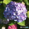 紫陽花