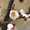 白梅