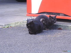 二匹の黒猫