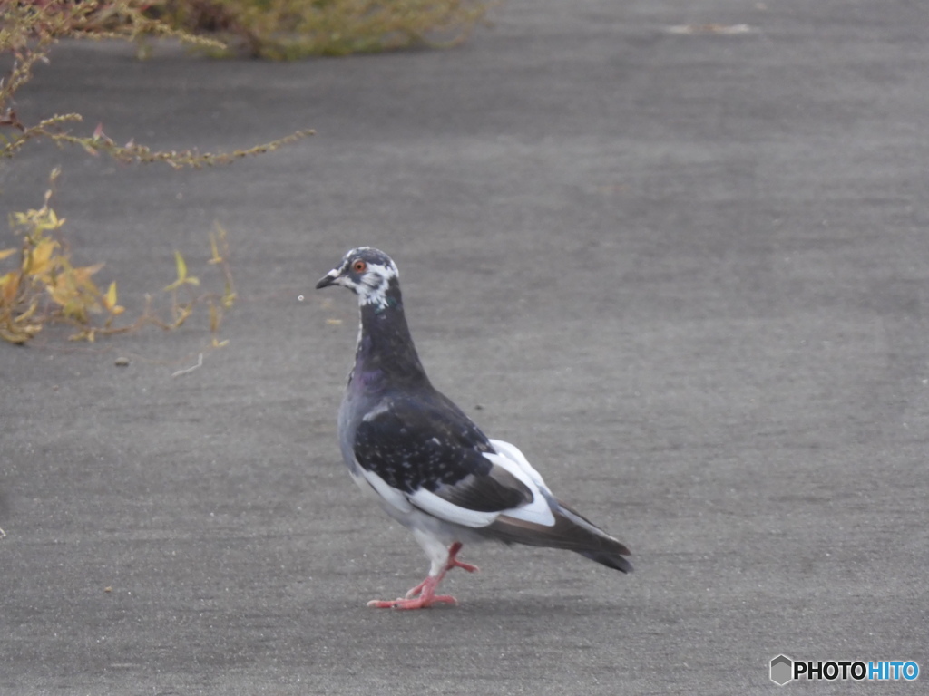 珍妙な鳩