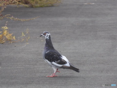 珍妙な鳩