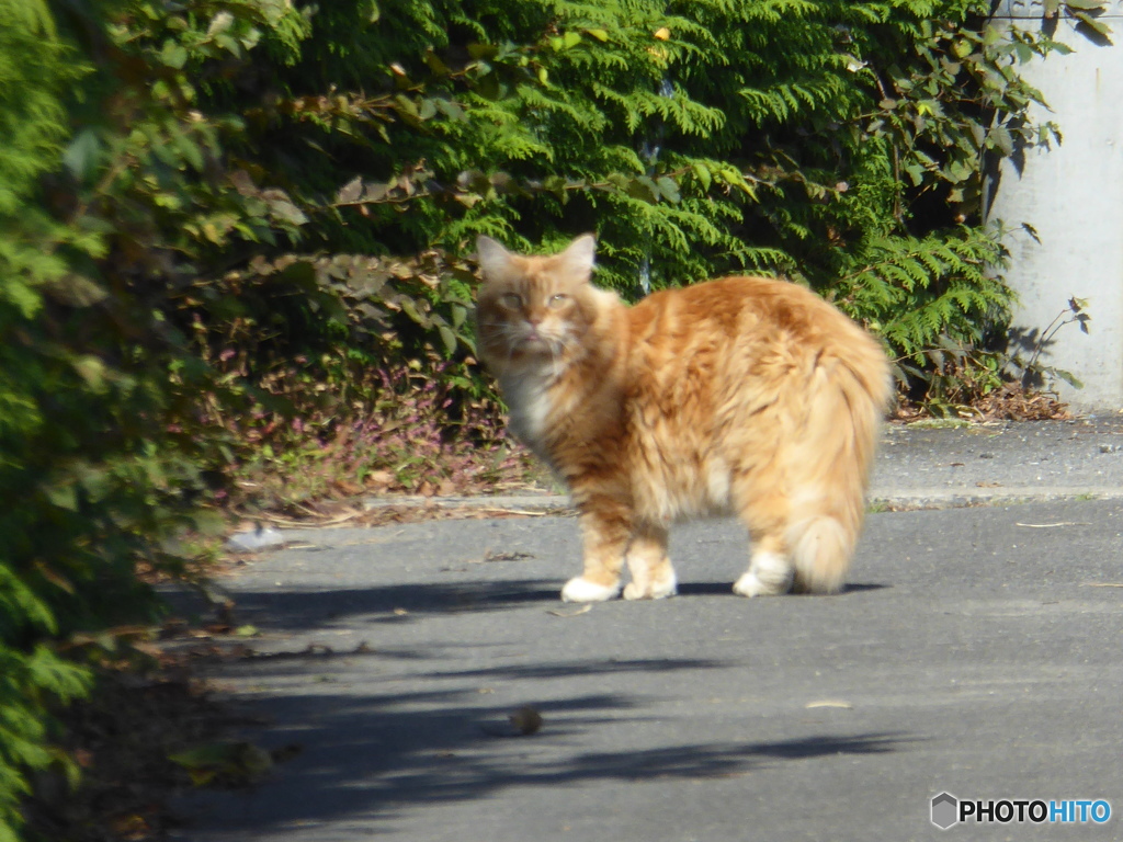 太いけど猫のようです