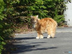 太いけど猫のようです