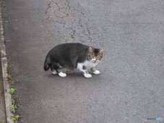 警戒する猫