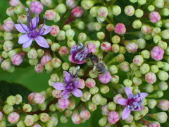 紫陽花と小さい蜂
