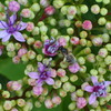 紫陽花と小さい蜂