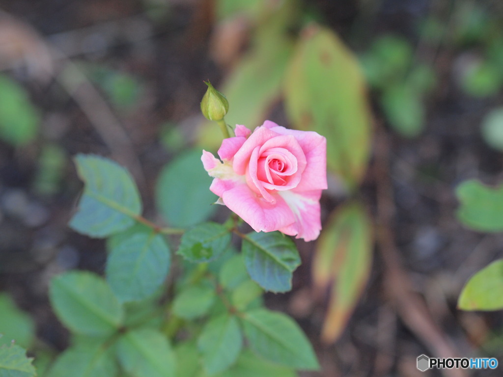 薔薇　また咲きました