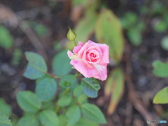 薔薇　また咲きました