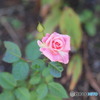 薔薇　また咲きました