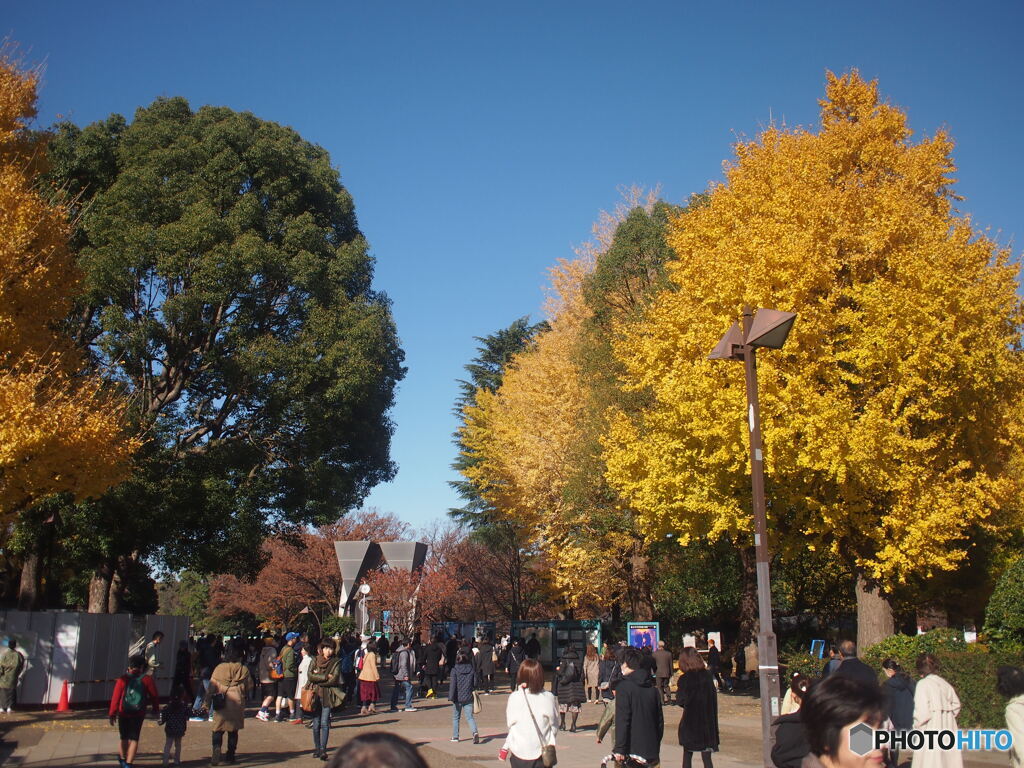 上野は紅葉まっさかり