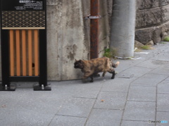 用心深い猫