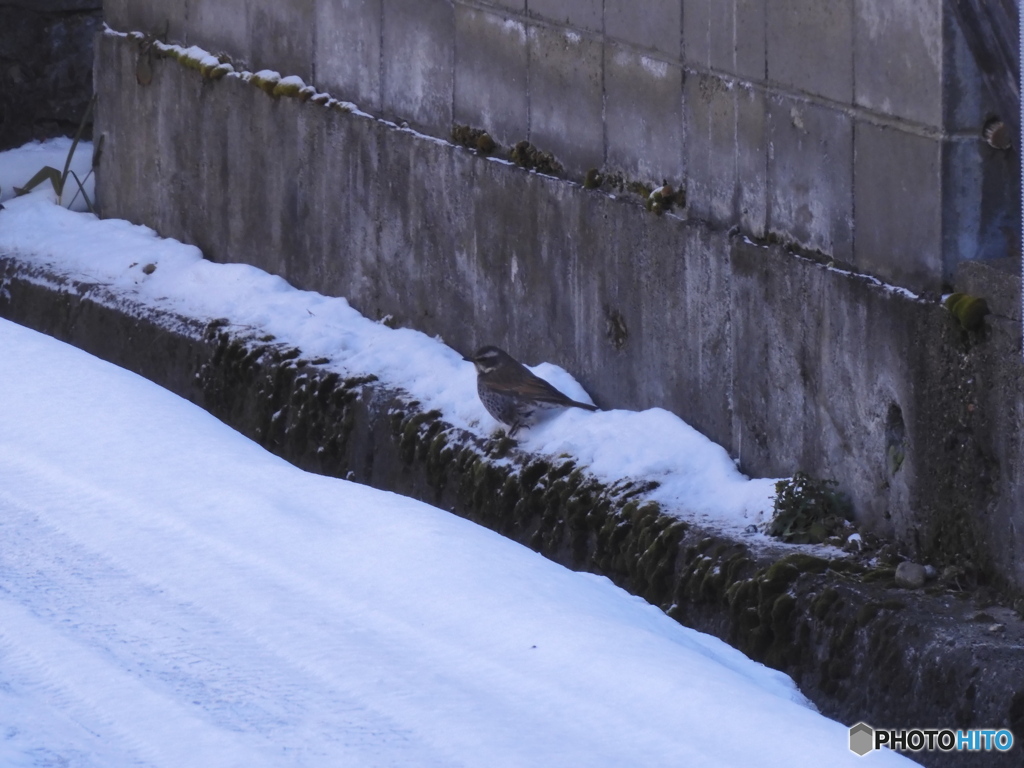 たぶん　つぐみ　かと