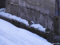 たぶん　つぐみ　かと