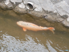 鯉