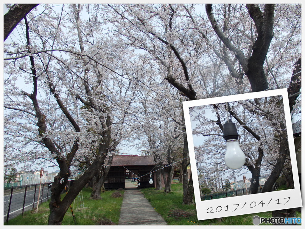 桜