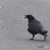ご馳走ゲット！