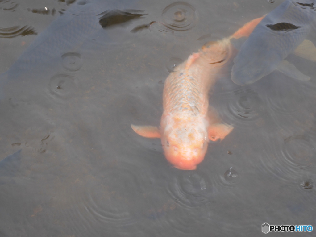 雨の日の鯉