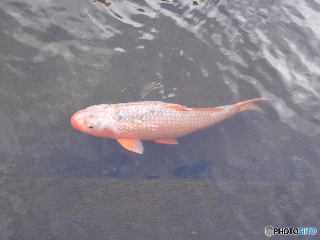 今日の鯉